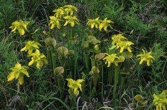 Sarracenia_oreophila